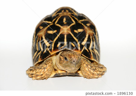 Tortoise Tortoise 1896130