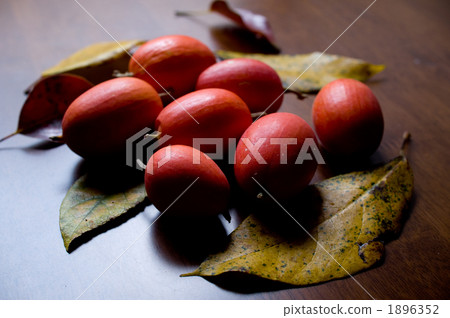 orange, brown, browns 1896352