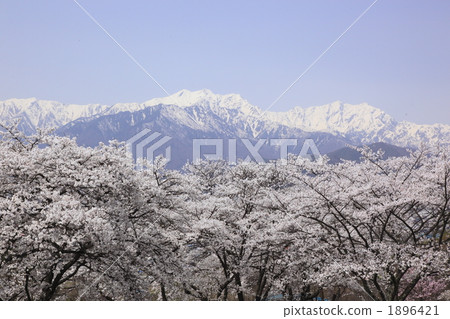 北阿爾卑斯山和櫻花 北阿爾卑斯山和櫻花 1896421