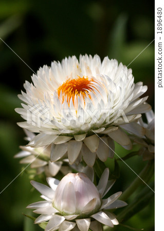 Caesar shellfish Caesar shellfish 1896480