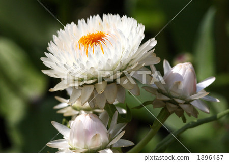 Caesar shellfish 1896487