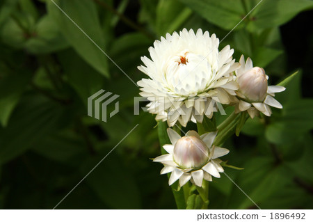 Caesar shellfish 1896492