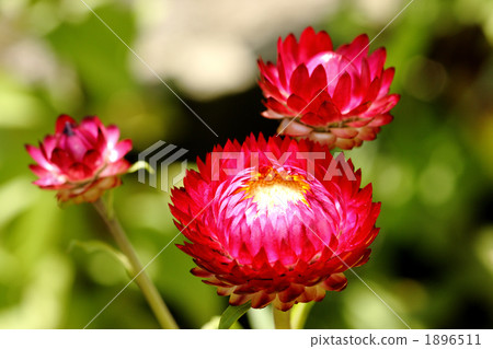 Caesar shellfish 1896511