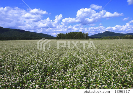 Buckwheat field in Akutoshiku village 1896517