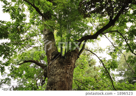 無患子科 1896523