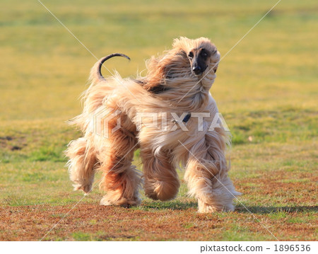 阿富汗獵犬2 阿富汗獵犬2 1896536