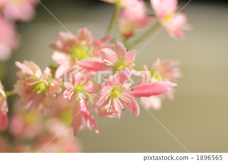 Momo Michiu首都 1896565