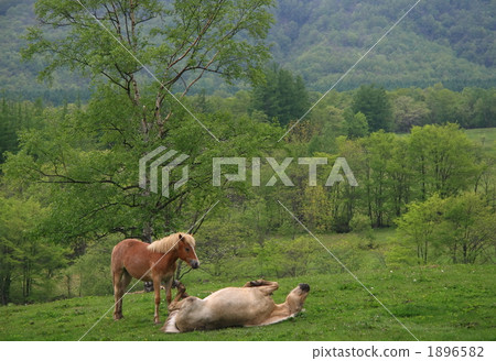 Spring ranch 1896582