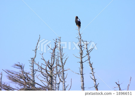 Steller's sea-eagle on a dead tree 1896651