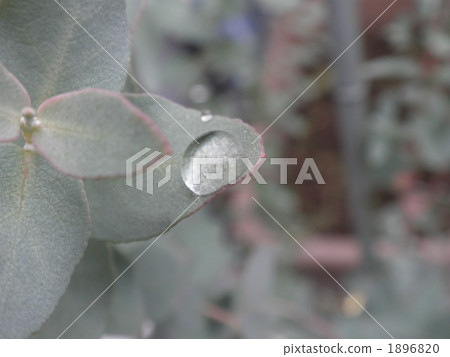 botanic, botanical, plant 1896820