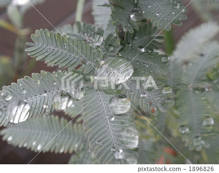 雨滴 葉 樹葉 1896826