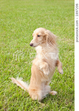 Dachshund on the lawn 1897206