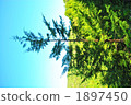 1 cedar 1897450