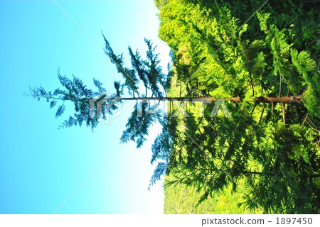 1 cedar 1 cedar 1897450