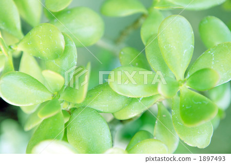 Kanenokonoki 1897493