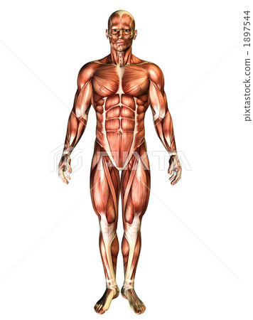 人體形象 人體形象 1897544