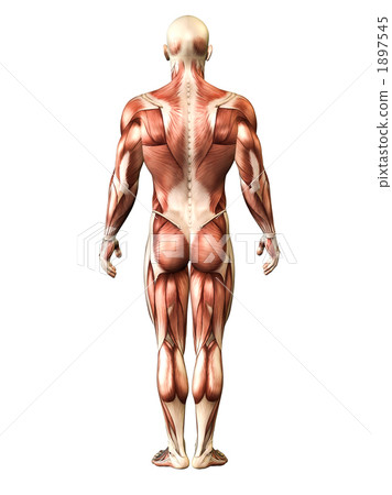 Human body image 1897545