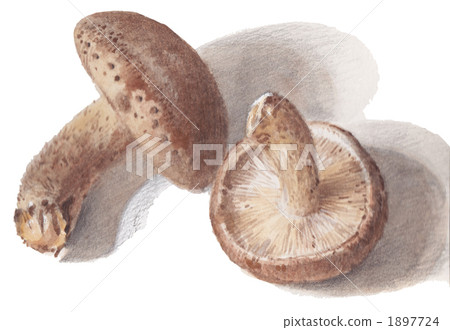 Shiitake 1897724