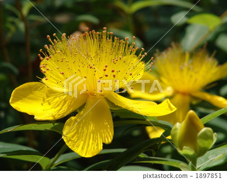 06 Baiyo-yanagi · Otocoraceae 10 1897851