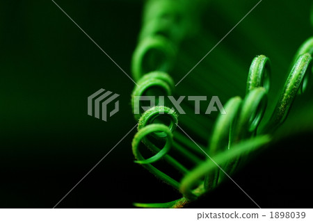 植物 植物學 植物的 1898039