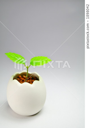 萌芽 嫩芽 乾淨 1898042