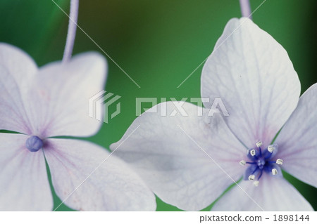 hydrangea macrophylla, hydrangea, stamen 1898144