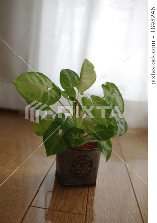 Plant plantplants Plant plantplants 1898246