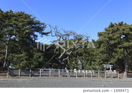 Hagoromo pine Hagoromo pine 1898471