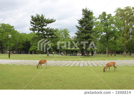 鹿奈良公園 1898814