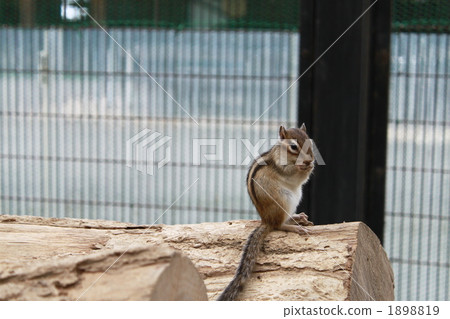 花栗鼠 1898819