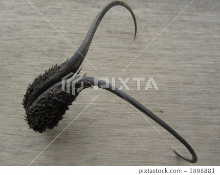 corner sesame, tsunogoma, botanic 1898881