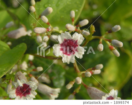 Hexokazura blooming beautiful flowers even disliked Hexokazura blooming beautiful flowers even disliked 1899374