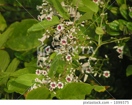 Hexokazura blooming beautiful flowers even disliked 1899375