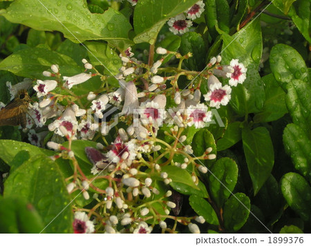 Hexokazura blooming beautiful flowers even disliked Hexokazura blooming beautiful flowers even disliked 1899376