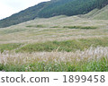 japanese pampas grass, sengokubara, hakone 1899458