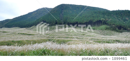 sengokubara, hakone, japanese pampas grass 1899461
