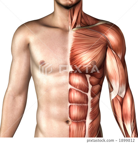 人體形象 人體形象 1899812