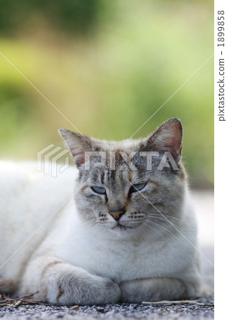 Stray cats with barrels 1899858