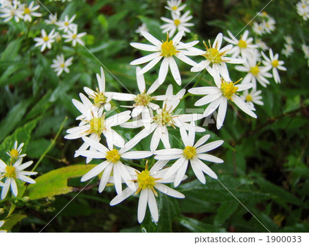 Shiroyomena Shiroyomena 1900033