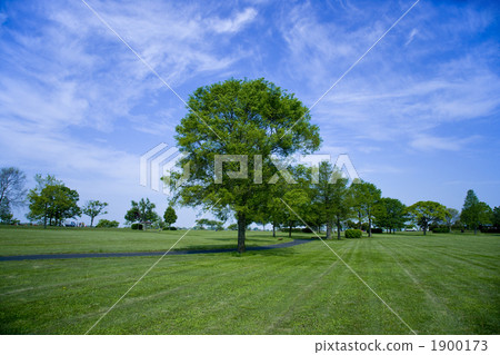 與樹的風景在草坪 1900173