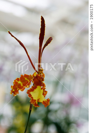 蘭花Psycho Pusis Kalihi 1900175