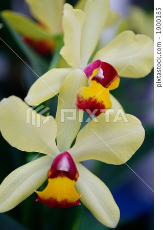 Two-wheel orchid 1900185