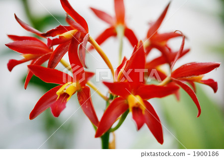 Red orchid 1900186