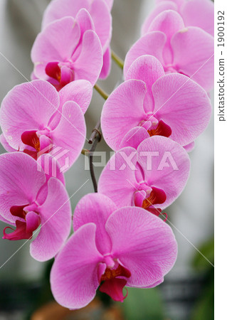 Moth orchid pink 1900192