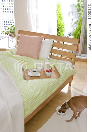 interior, interiors, toy dog 1900538