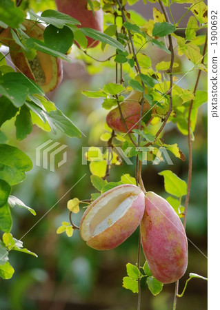 Akebi 1900692