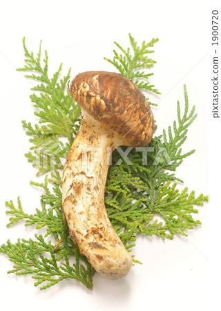 Matsutake Matsutake 1900720