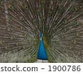 Peacock 1900786