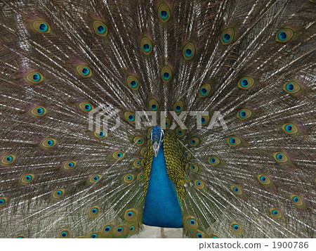 Peacock 1900786