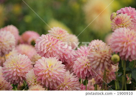 大麗花﻿ 大麗花 植物 1900910